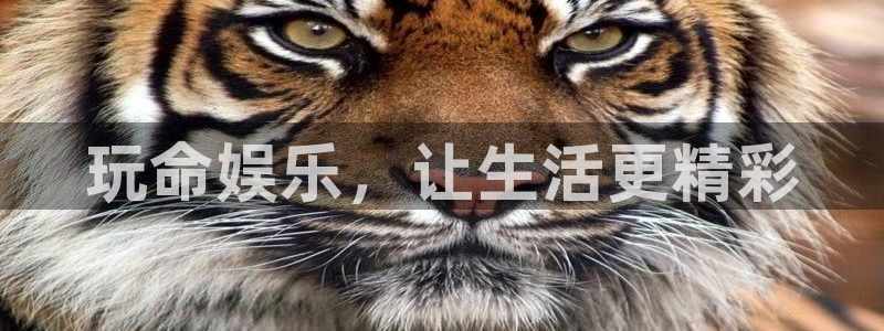 狗子28主管：玩命娱乐，让生活更精彩