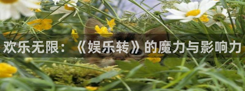 狗子28代理：欢乐无限：《娱乐转》的魔力与影响力